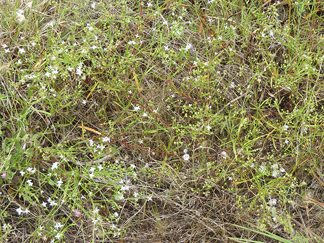 Stenaria nigricans var. nigricans (Diamondflowers) #66229