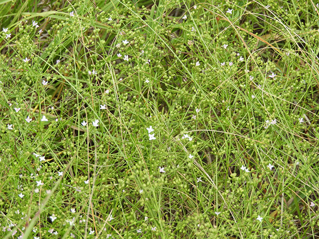 Stenaria nigricans var. nigricans (Diamondflowers) #66230