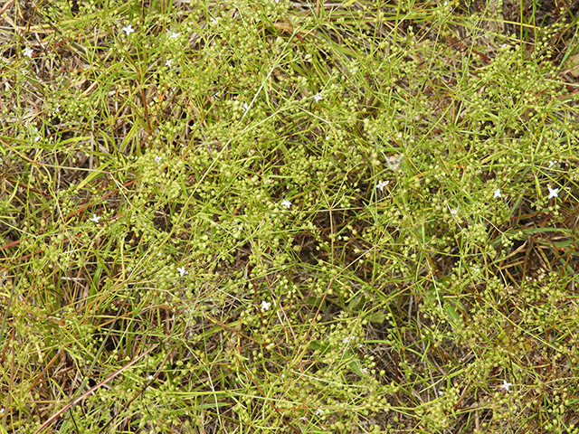 Stenaria nigricans var. nigricans (Diamondflowers) #66232