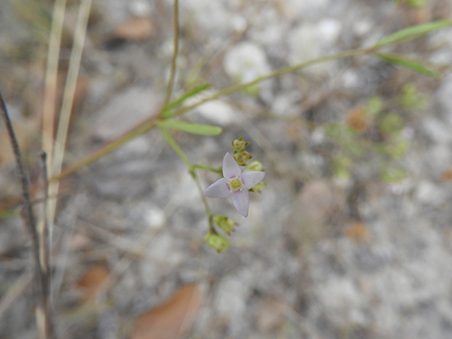 Stenaria nigricans var. nigricans (Diamondflowers) #66234