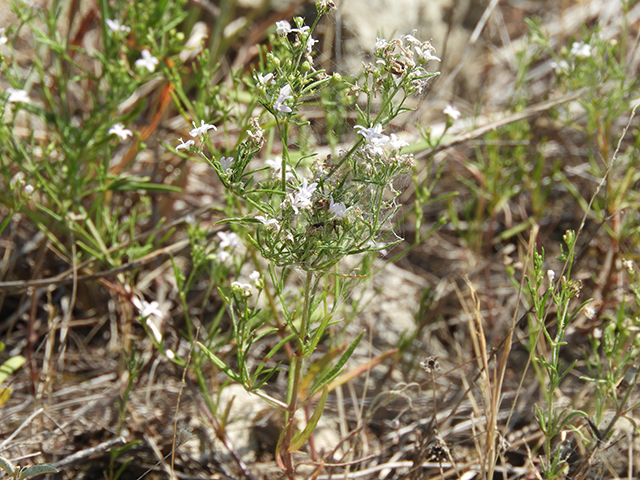 Stenaria nigricans var. nigricans (Diamondflowers) #66268