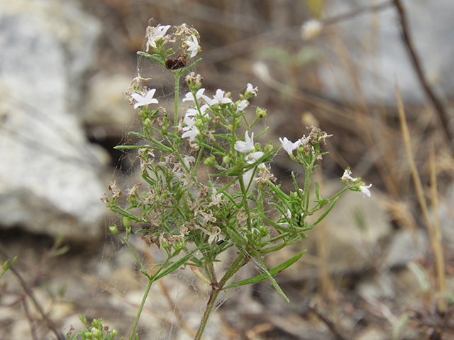Stenaria nigricans var. nigricans (Diamondflowers) #66269