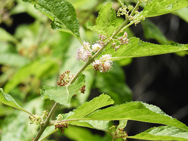 Callicarpa americana (American beautyberry ) #66291