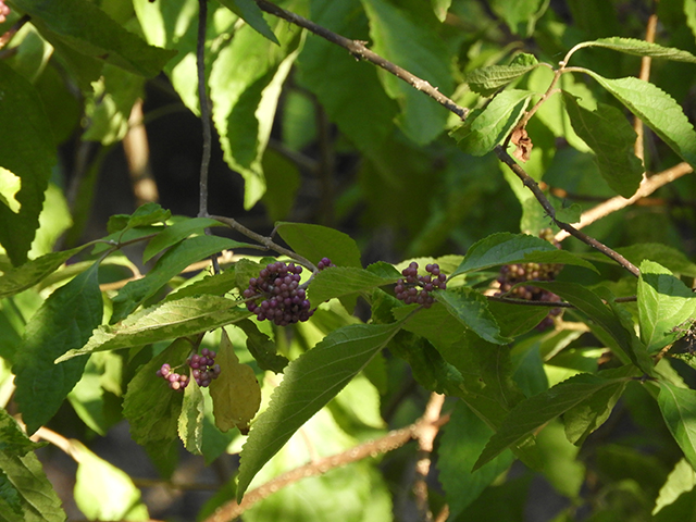 Callicarpa americana (American beautyberry ) #66304