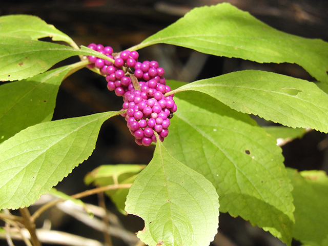 Callicarpa americana (American beautyberry ) #66317