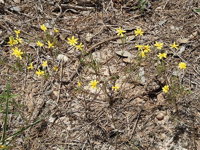 Tetraneuris linearifolia var. linearifolia (Fineleaf fournerved daisy) #88681