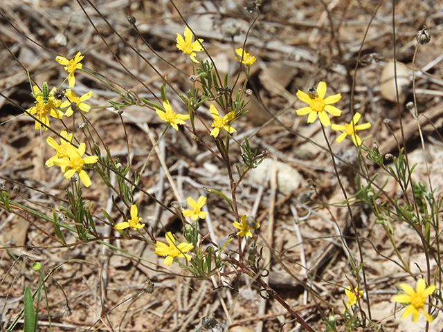 Tetraneuris linearifolia var. linearifolia (Fineleaf fournerved daisy) #88682
