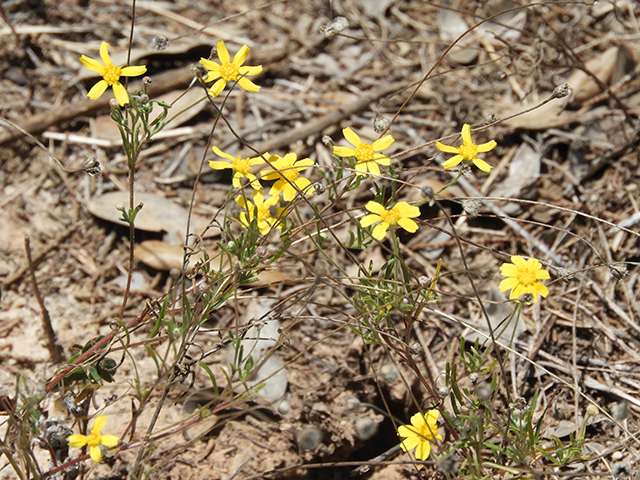 Tetraneuris linearifolia var. linearifolia (Fineleaf fournerved daisy) #88683