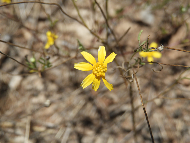 Tetraneuris linearifolia var. linearifolia (Fineleaf fournerved daisy) #88685