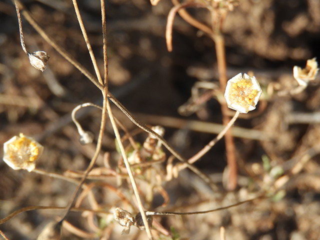 Tetraneuris linearifolia var. linearifolia (Fineleaf fournerved daisy) #88689