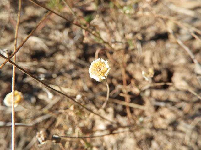 Tetraneuris linearifolia var. linearifolia (Fineleaf fournerved daisy) #88690