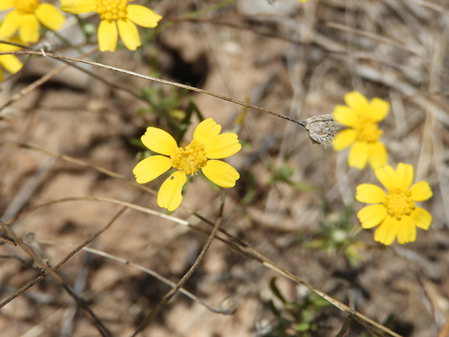 Tetraneuris linearifolia (Fineleaf fournerved daisy) #88697