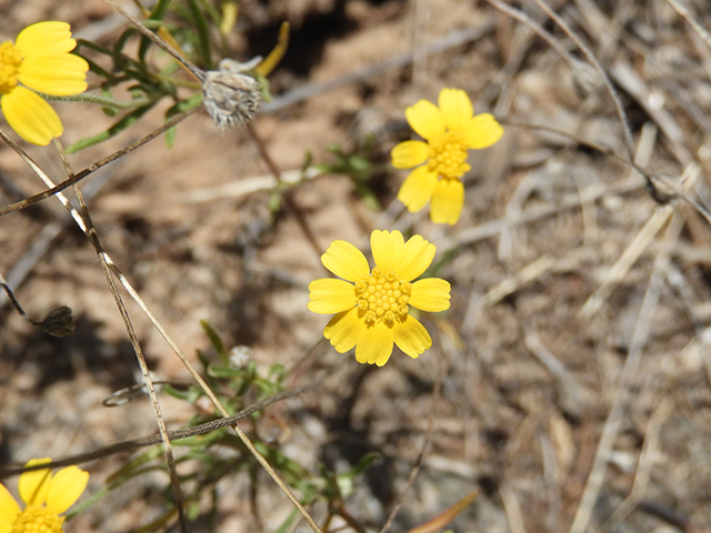 Tetraneuris linearifolia (Fineleaf fournerved daisy) #88698