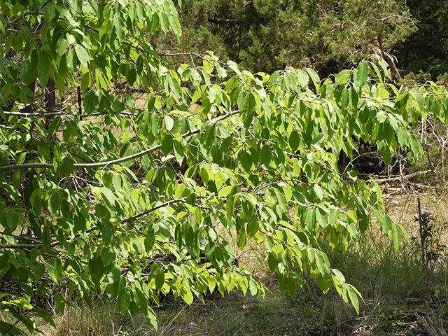 Prunus serotina var. eximia (Escarpment black cherry) #88701