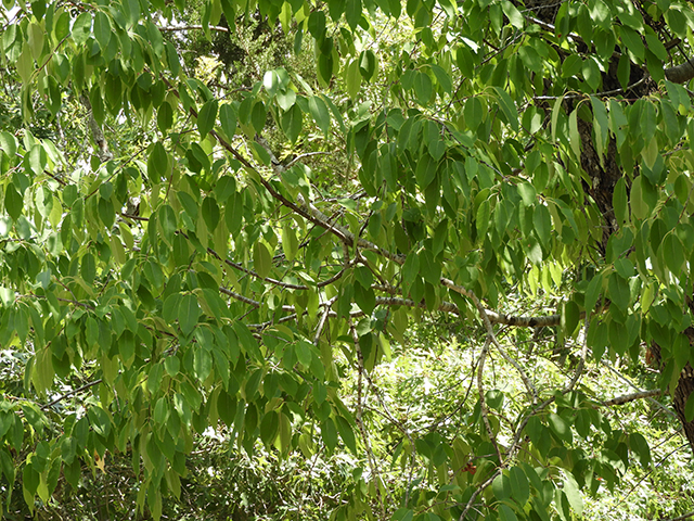 Prunus serotina var. eximia (Escarpment black cherry) #88702