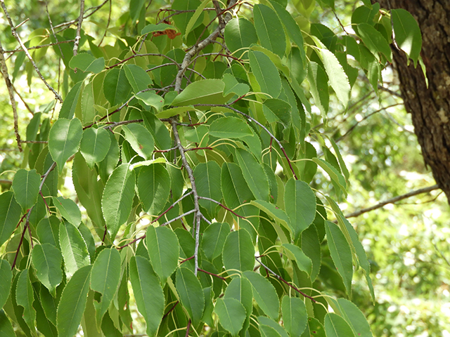 Prunus serotina var. eximia (Escarpment black cherry) #88703