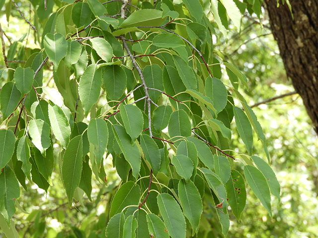 Prunus serotina var. eximia (Escarpment black cherry) #88704