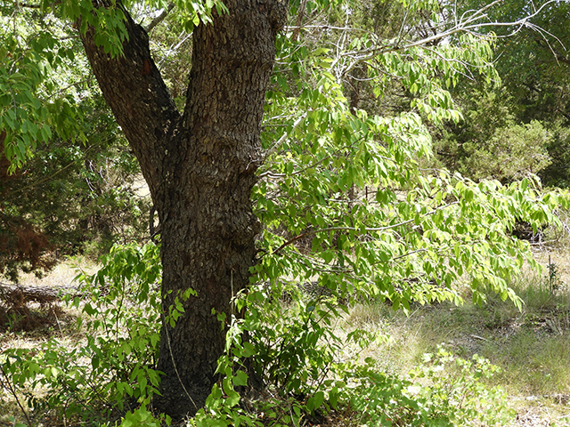 Prunus serotina var. eximia (Escarpment black cherry) #88705