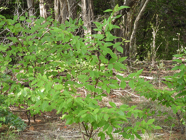 Prunus serotina var. eximia (Escarpment black cherry) #88707
