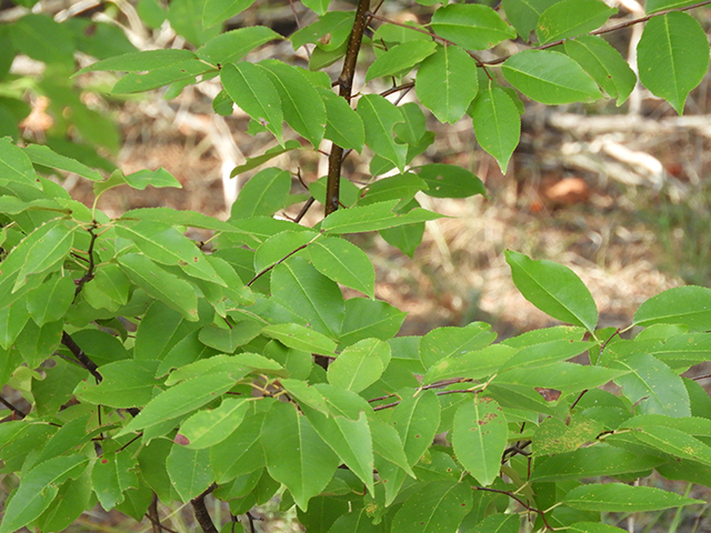 Prunus serotina var. eximia (Escarpment black cherry) #88708