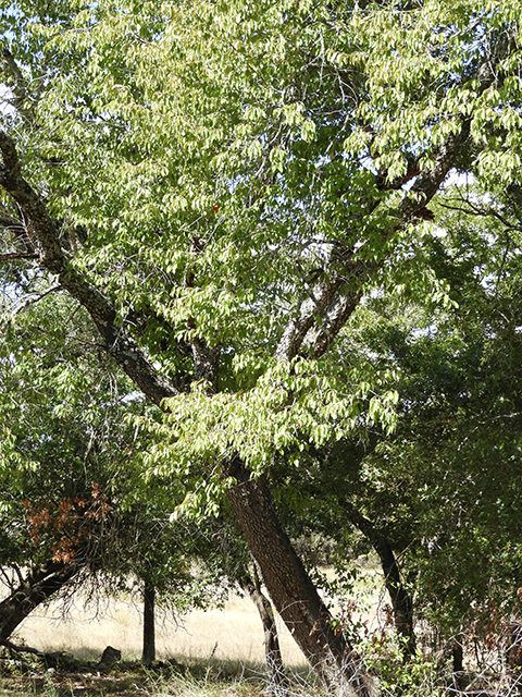 Prunus serotina var. eximia (Escarpment black cherry) #88710