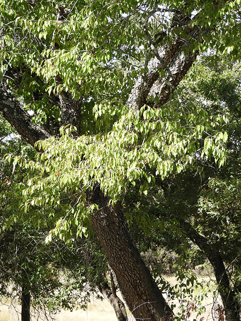 Prunus serotina var. eximia (Escarpment black cherry) #88711