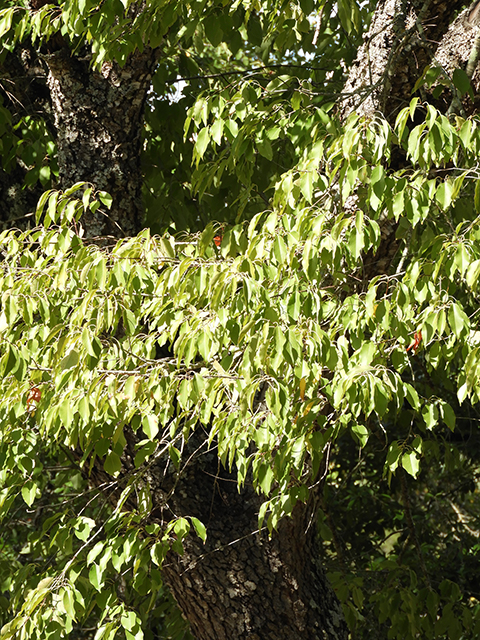 Prunus serotina var. eximia (Escarpment black cherry) #88712