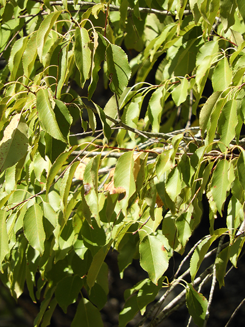 Prunus serotina var. eximia (Escarpment black cherry) #88713