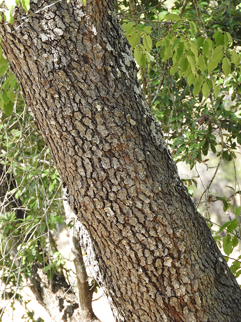 Prunus serotina var. eximia (Escarpment black cherry) #88714