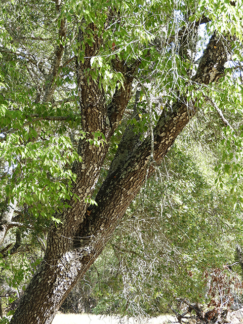 Prunus serotina var. eximia (Escarpment black cherry) #88716