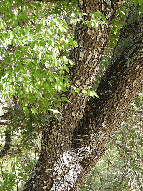 Prunus serotina var. eximia (Escarpment black cherry) #88717