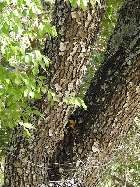 Prunus serotina var. eximia (Escarpment black cherry) #88718