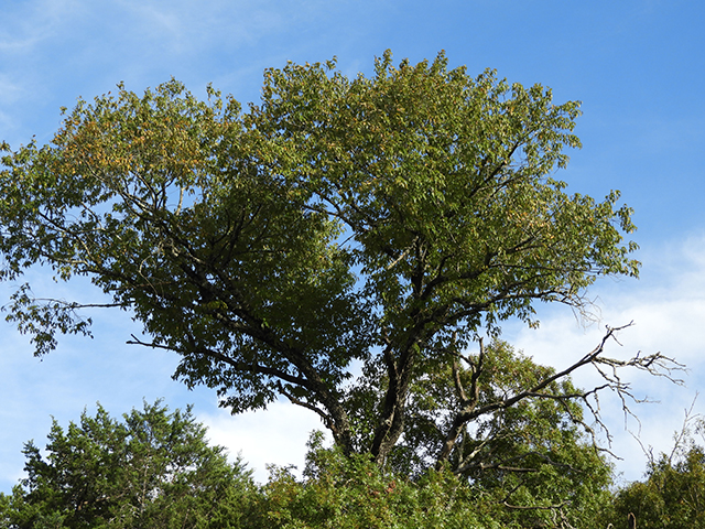 Prunus serotina var. eximia (Escarpment black cherry) #88720