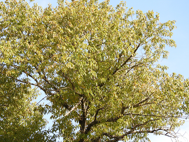 Prunus serotina var. eximia (Escarpment black cherry) #88721