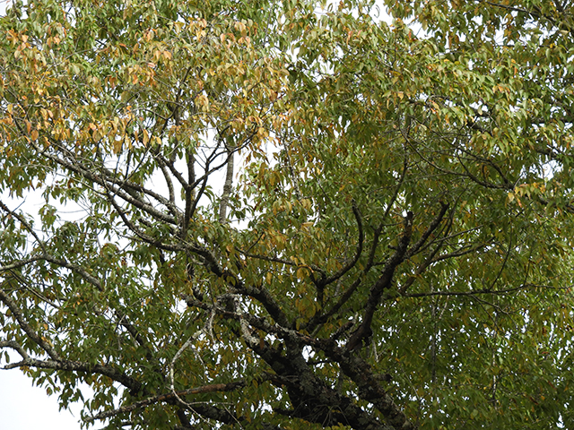 Prunus serotina var. eximia (Escarpment black cherry) #88723