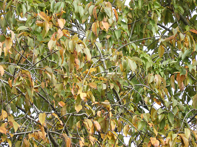 Prunus serotina var. eximia (Escarpment black cherry) #88724