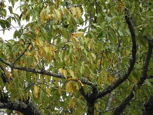 Prunus serotina var. eximia (Escarpment black cherry) #88725