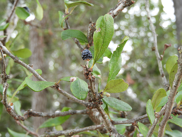 Sideroxylon lanuginosum ssp. rigidum (Gum bully) #88760