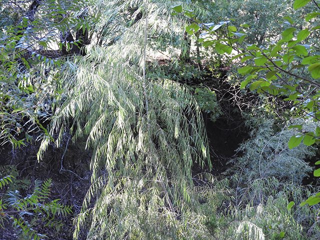 Salix nigra (Black willow) #88781