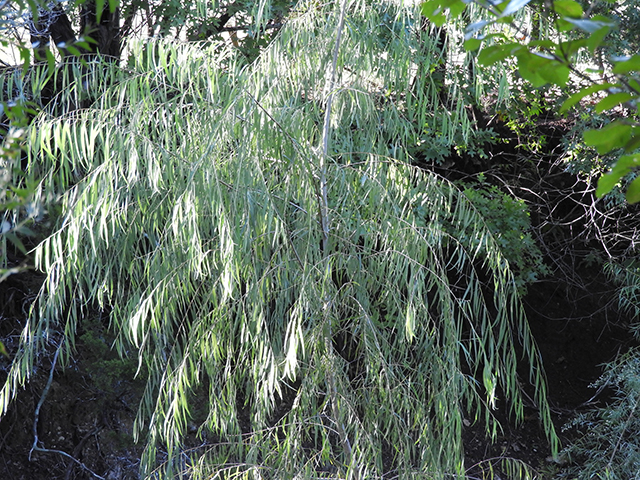 Salix nigra (Black willow) #88782