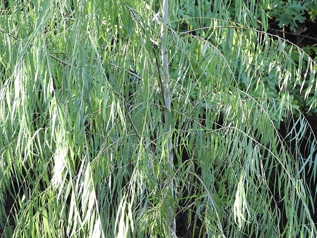 Salix nigra (Black willow) #88783