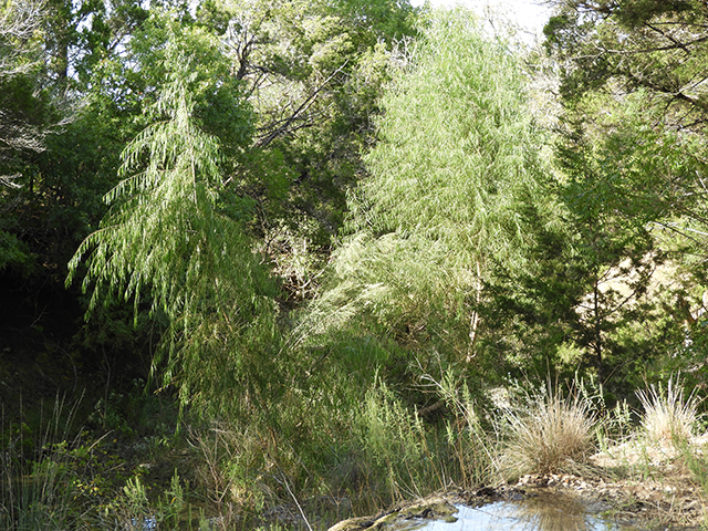 Salix nigra (Black willow) #88785
