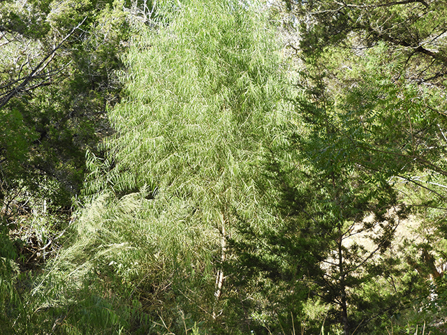 Salix nigra (Black willow) #88786