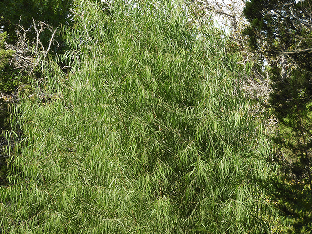 Salix nigra (Black willow) #88788