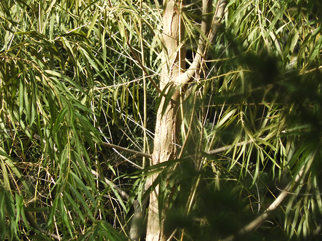 Salix nigra (Black willow) #88790