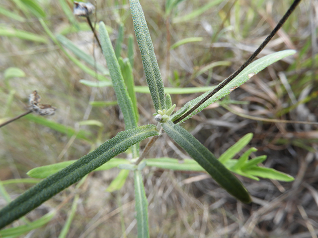 Melampodium leucanthum (Blackfoot daisy) #88792