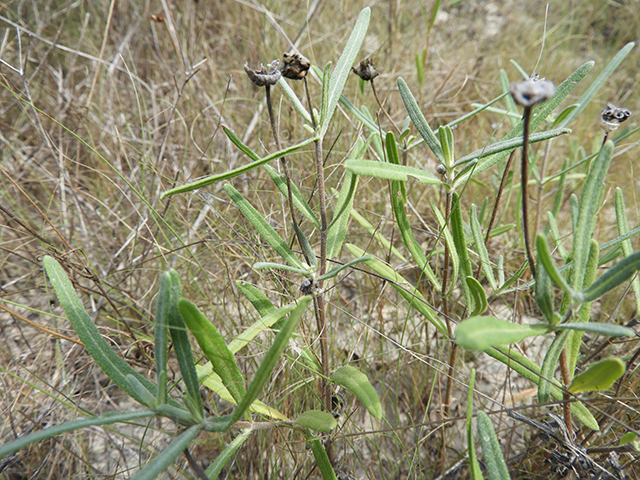 Melampodium leucanthum (Blackfoot daisy) #88793