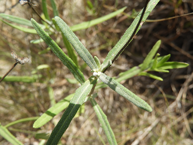 Melampodium leucanthum (Blackfoot daisy) #88794