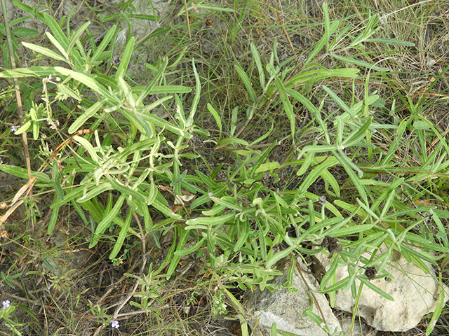 Melampodium leucanthum (Blackfoot daisy) #88795
