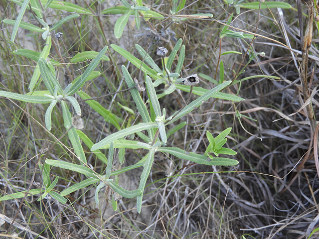 Melampodium leucanthum (Blackfoot daisy) #88797